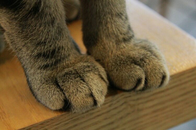 animalima feet 5