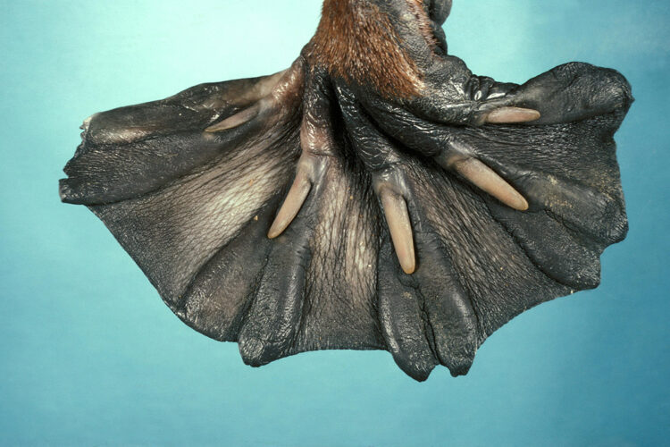 animalima feet