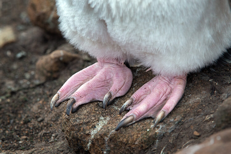 asian penguin feet 1