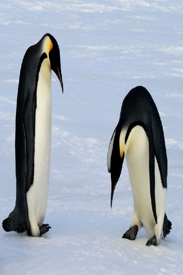 asian penguin feet 2