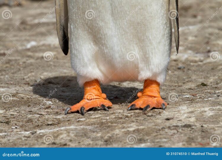 asian penguin feet