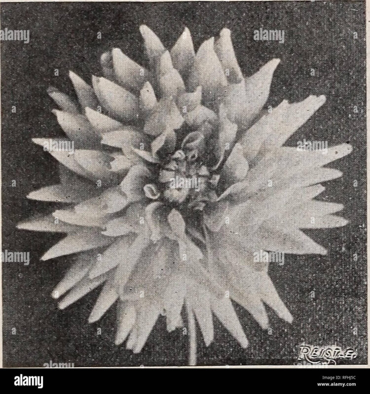 atenas livoni feet 6