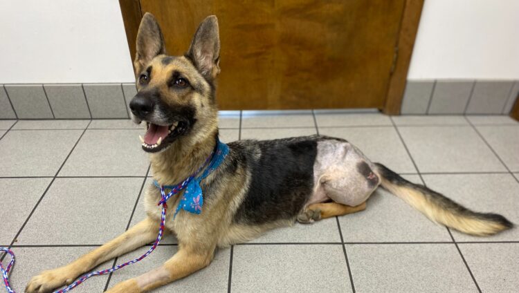 audrie shepherd feet 4 scaled