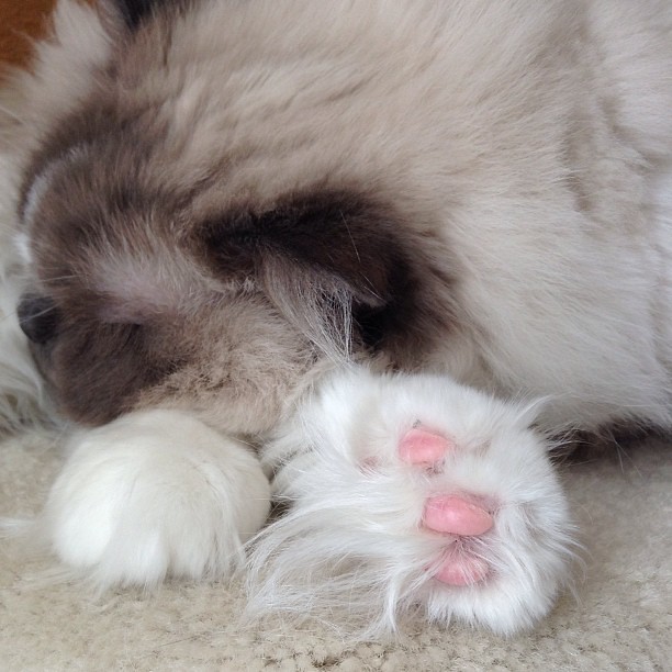 azizah asgarali feet 6