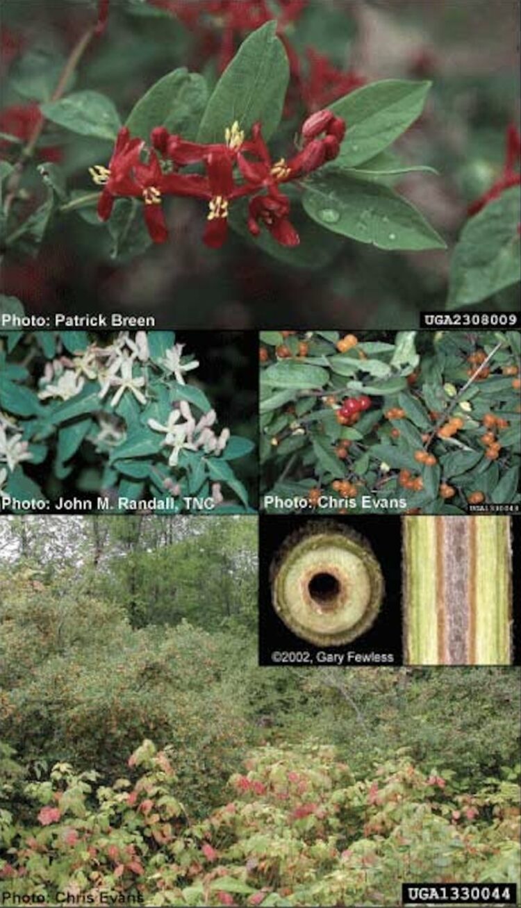 bella tatarian feet 4