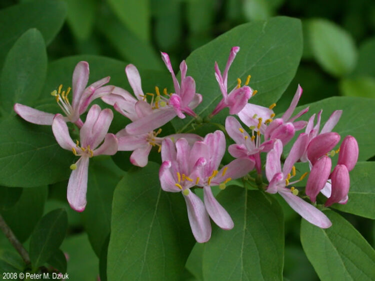 bella tatarian feet 6