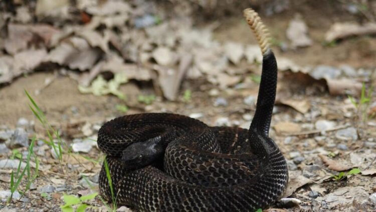 bethany latham feet 3