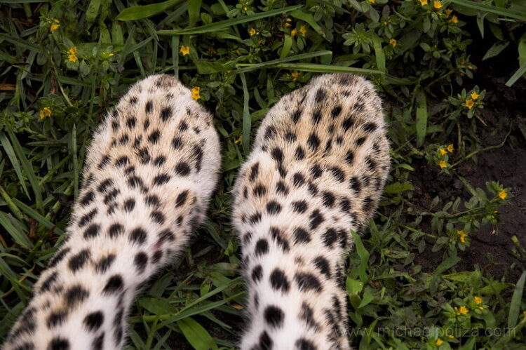 beverly joubert feet 3