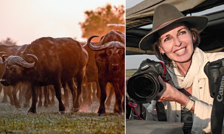 beverly joubert feet 4