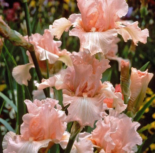 beverly sills feet 4