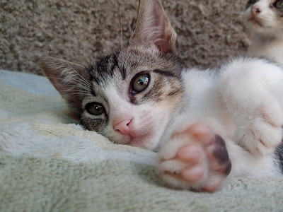 bianca oliveira feet 6