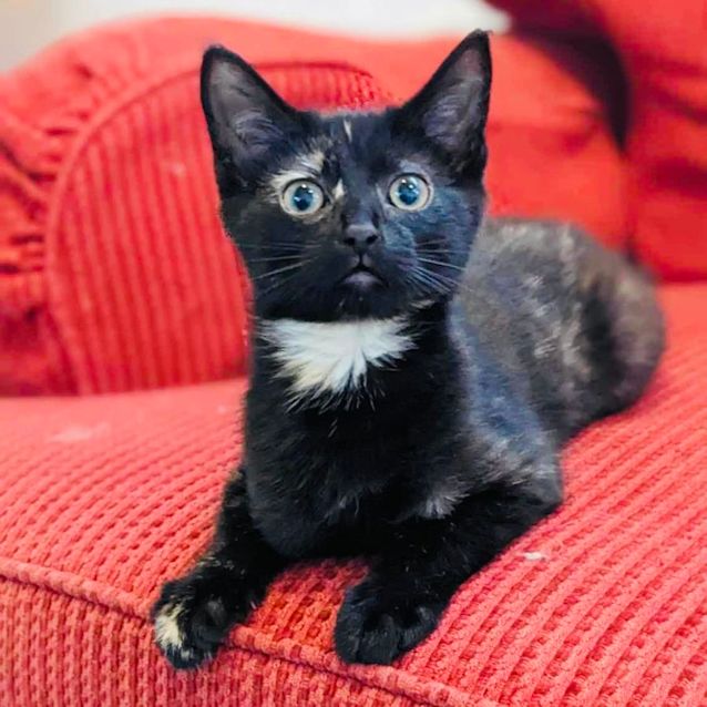 black eyed ginger feet 2