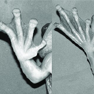 blanca santiago batista feet 4