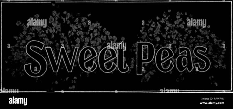 blanche sweet feet 5