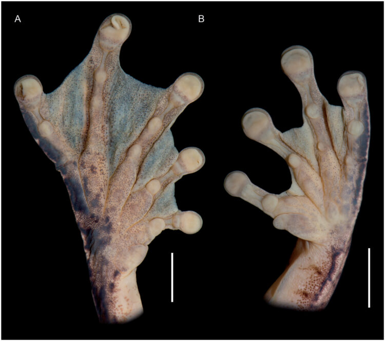 boanne cheung feet 6