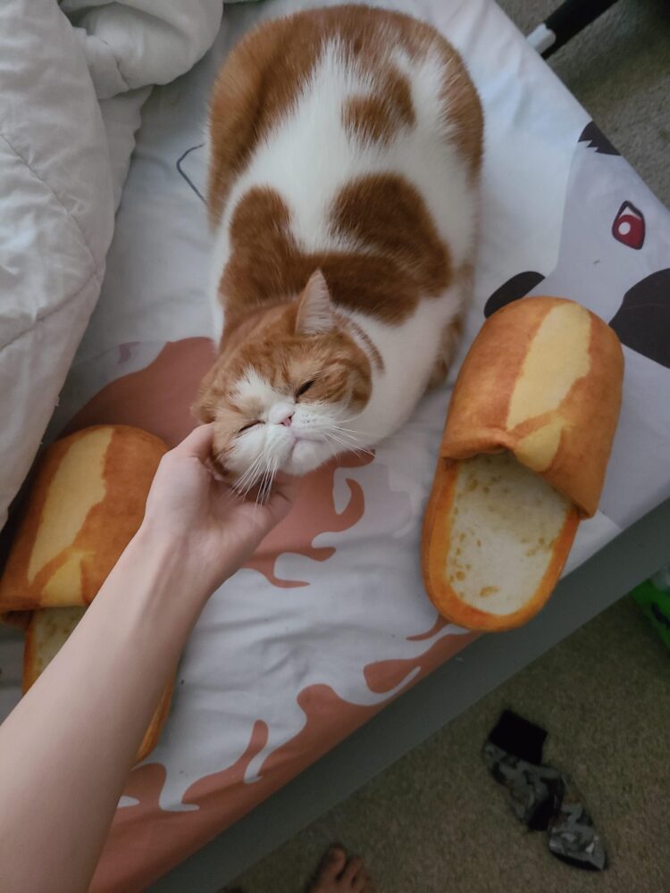 bread face feet 6 scaled