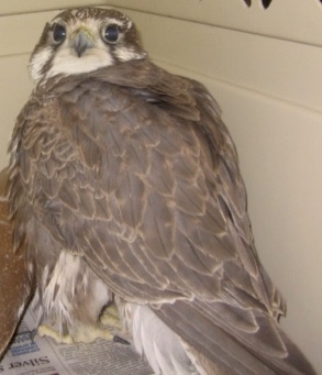 brenda falcon feet 1