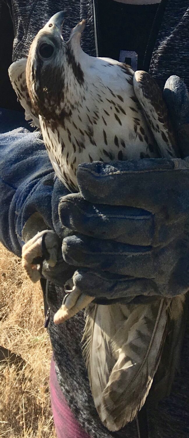 brenda falcon feet 5