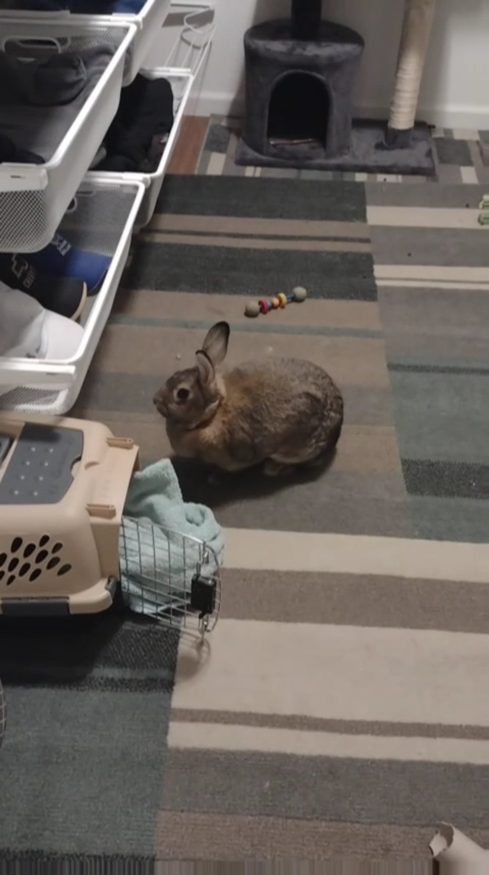 bunny moo feet 3