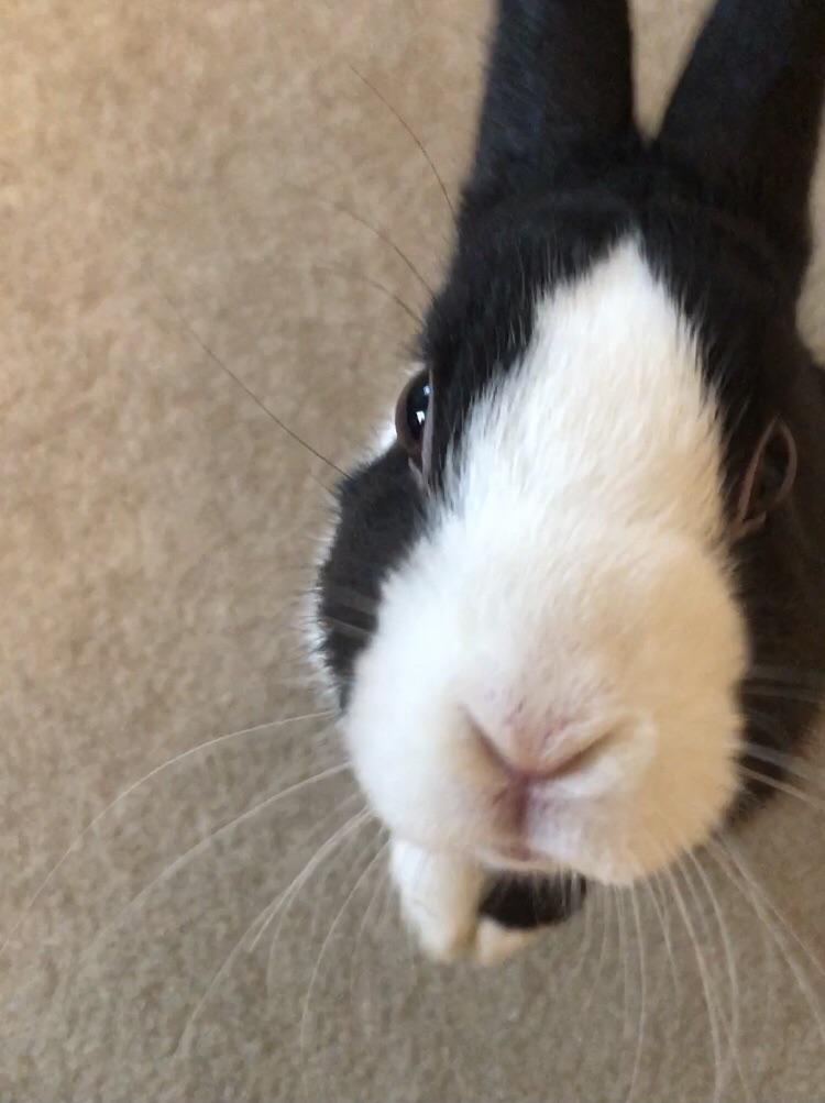 bunny moo feet 6