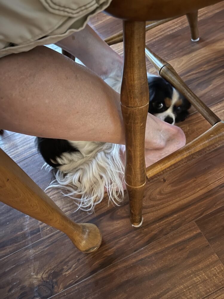 bunty king feet 3 scaled