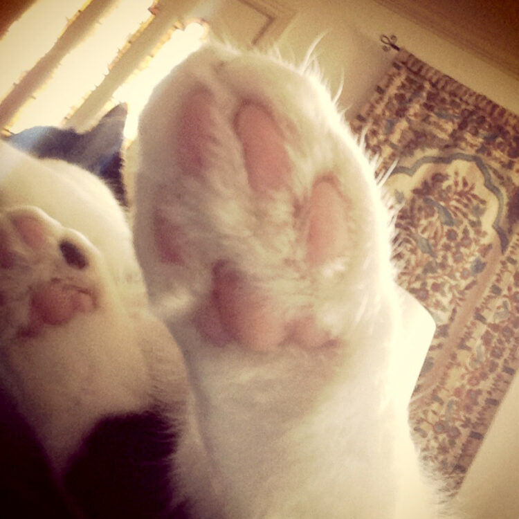 cakes1todough1 feet 5