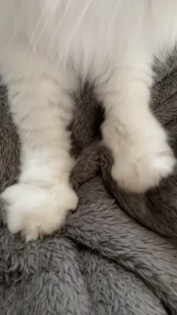 cakes1todough1 feet 6