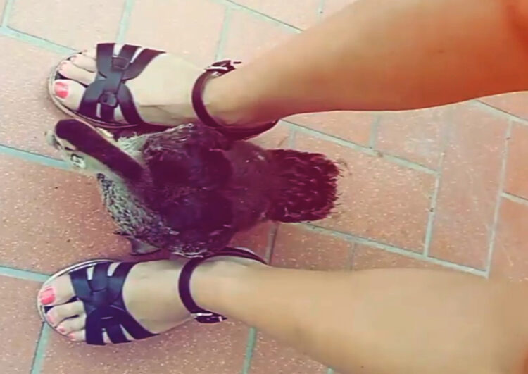 camilla giannelli feet 2