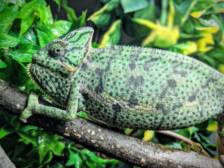 camo camille feet 3 scaled