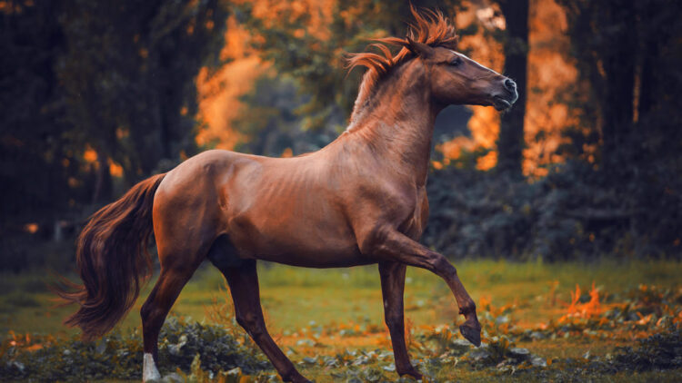 carina maiwald feet 1