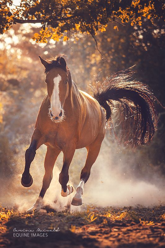 carina maiwald feet 3