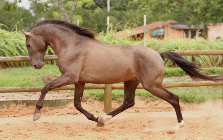 carina maiwald feet 5