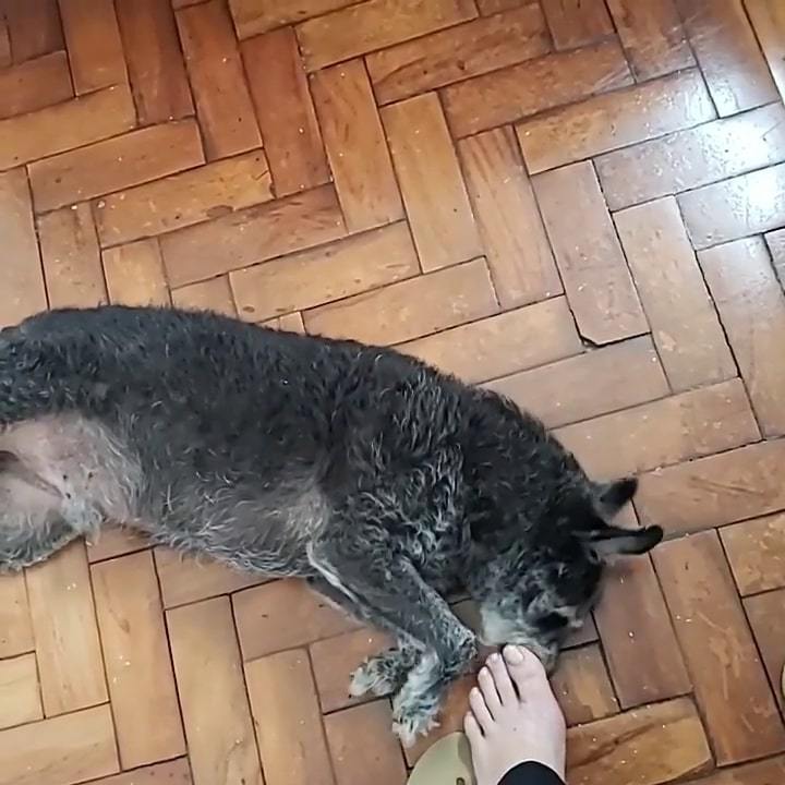 carla zambelli feet 6