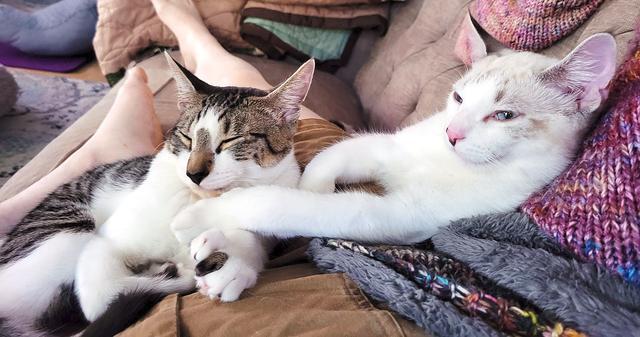 cat ellington feet 5