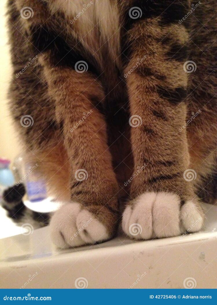 cat norris feet 2