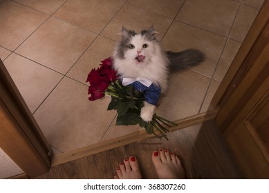 cat rose feet 1
