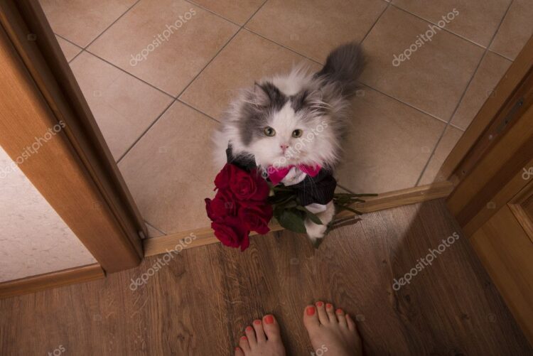 cat rose feet 3
