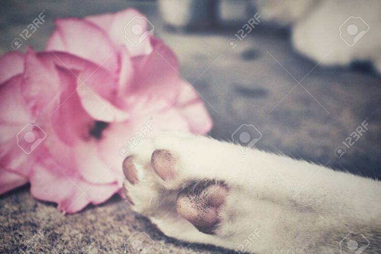 cat rose feet