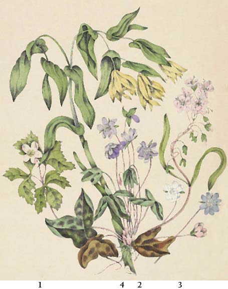 catharine parr traill feet 3