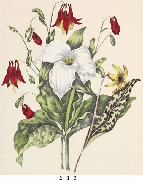 catharine parr traill feet 4