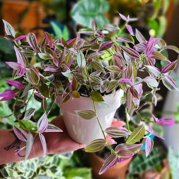 champagnedani feet 2