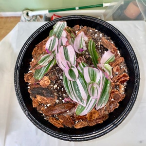 champagnedani feet 3