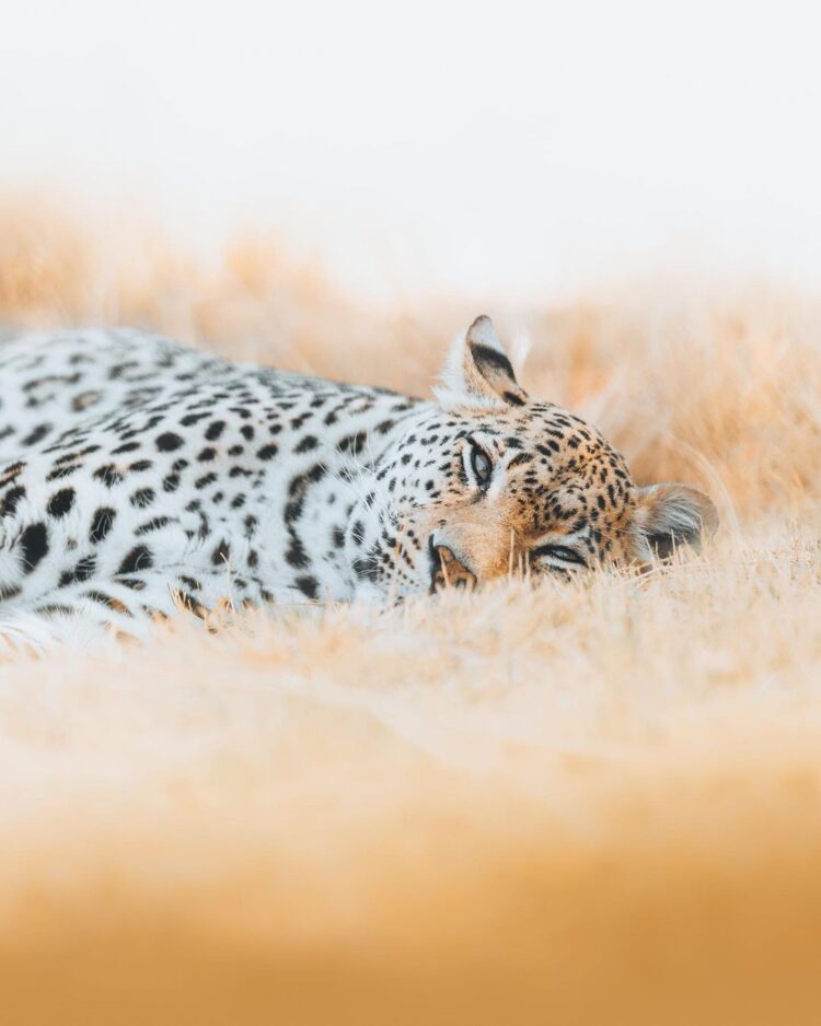 charly savely feet 2