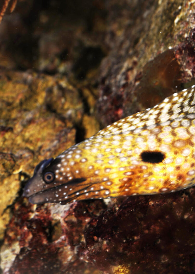 chely schneider feet 6