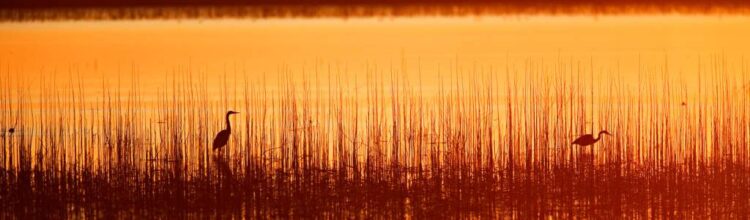 cheyanne hays feet 4