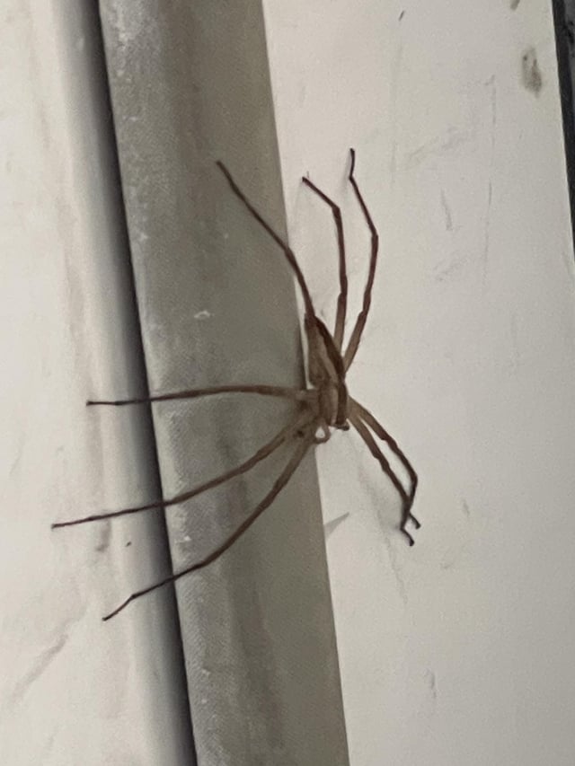 chippy lipton feet 5