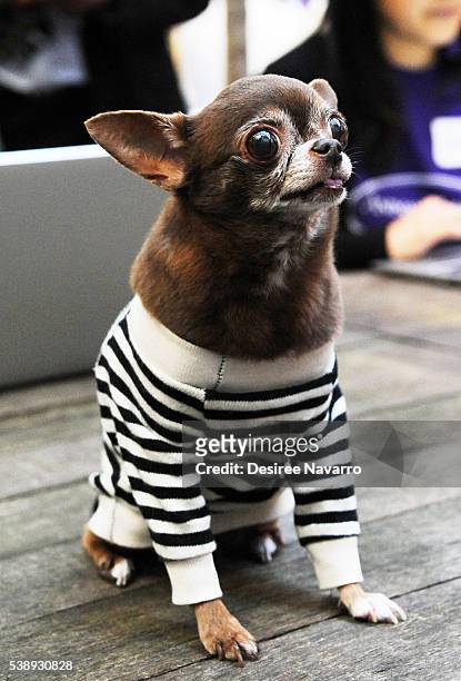 chloe kardoggian feet 4