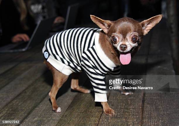 chloe kardoggian feet 5