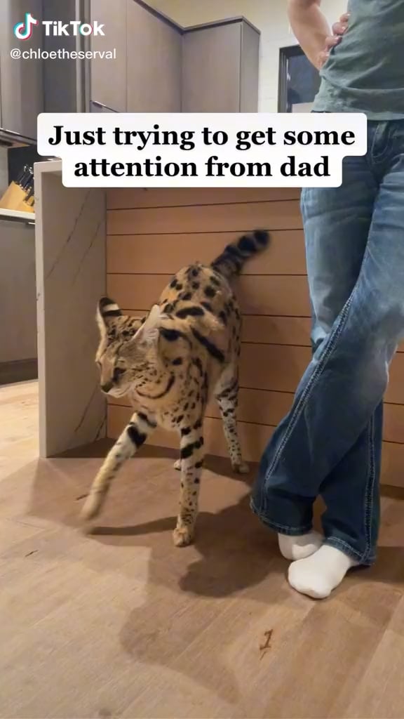 chloetheserval feet 1