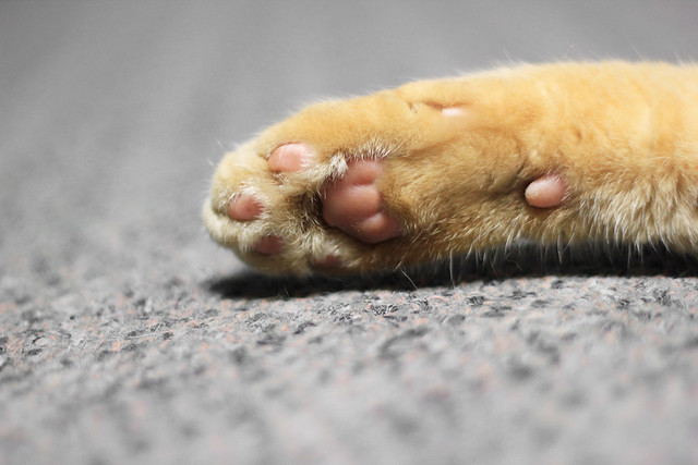 christine park feet 5